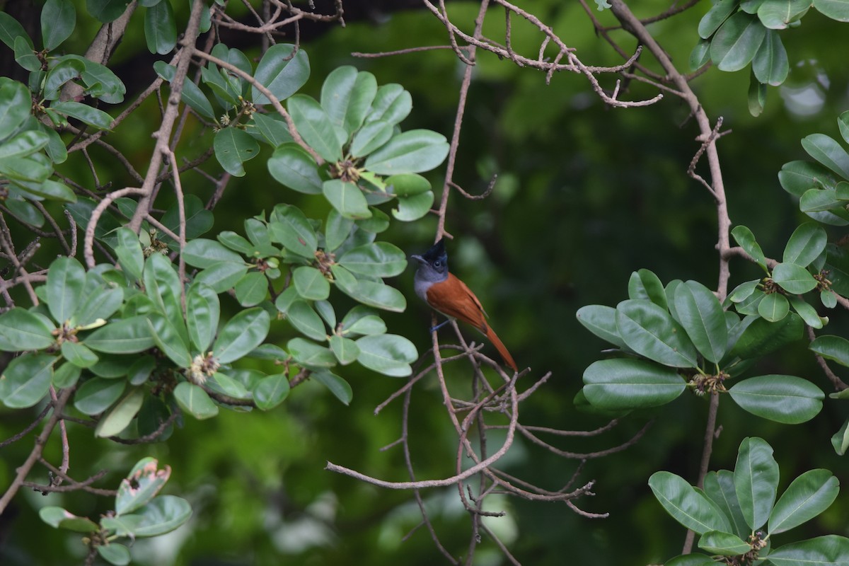 Indian Paradise-Flycatcher - ML642209180
