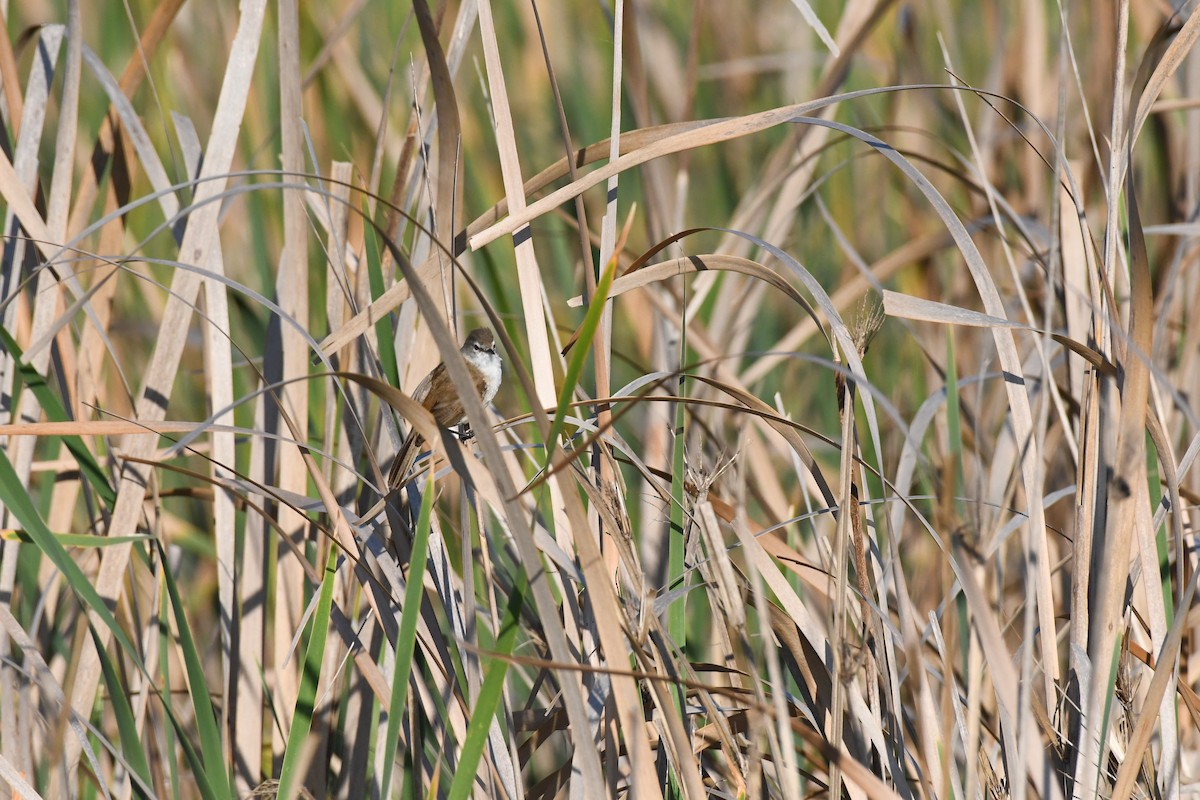 Lesser Swamp Warbler - ML642209183