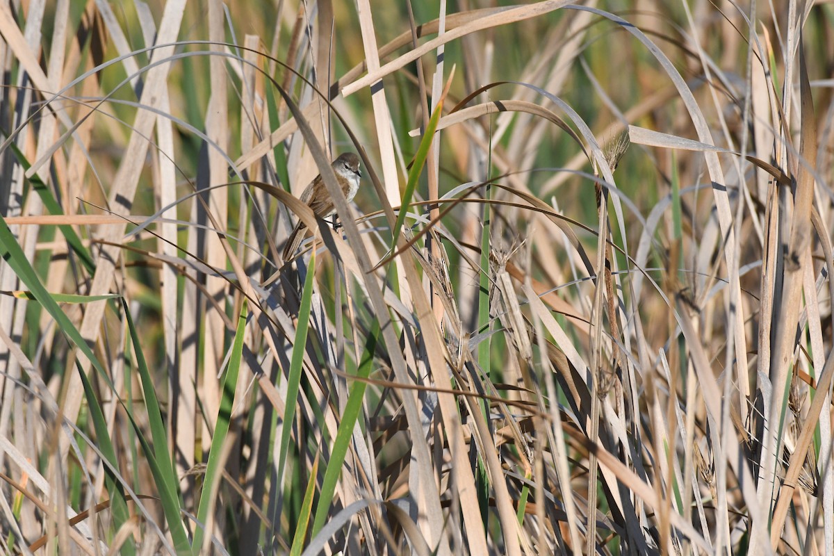 Lesser Swamp Warbler - ML642209184