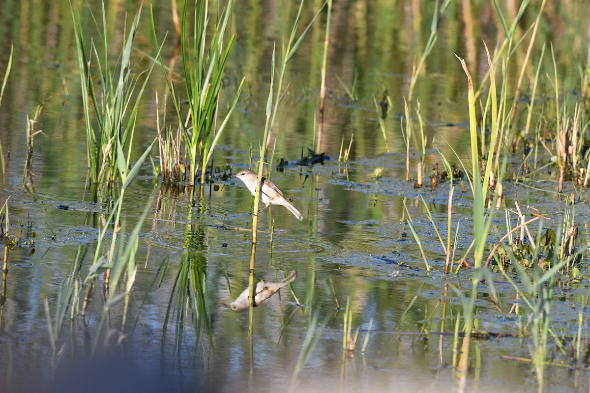 Lesser Swamp Warbler - ML642209185