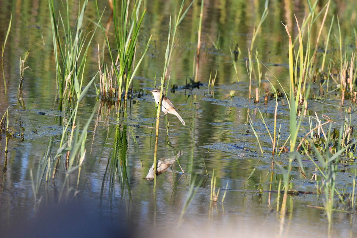 Lesser Swamp Warbler - ML642209186
