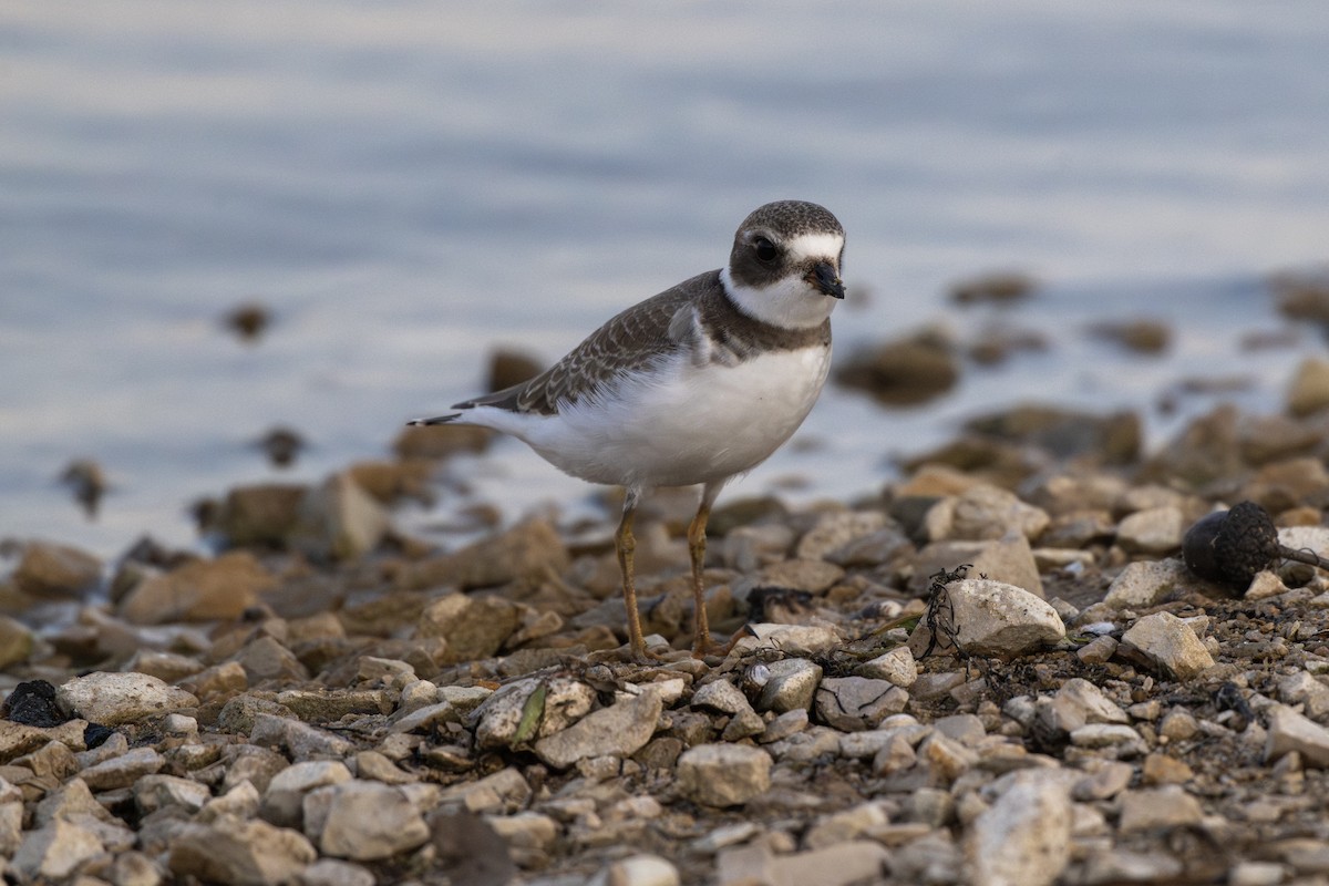 Semipalmated Plover - ML642209202