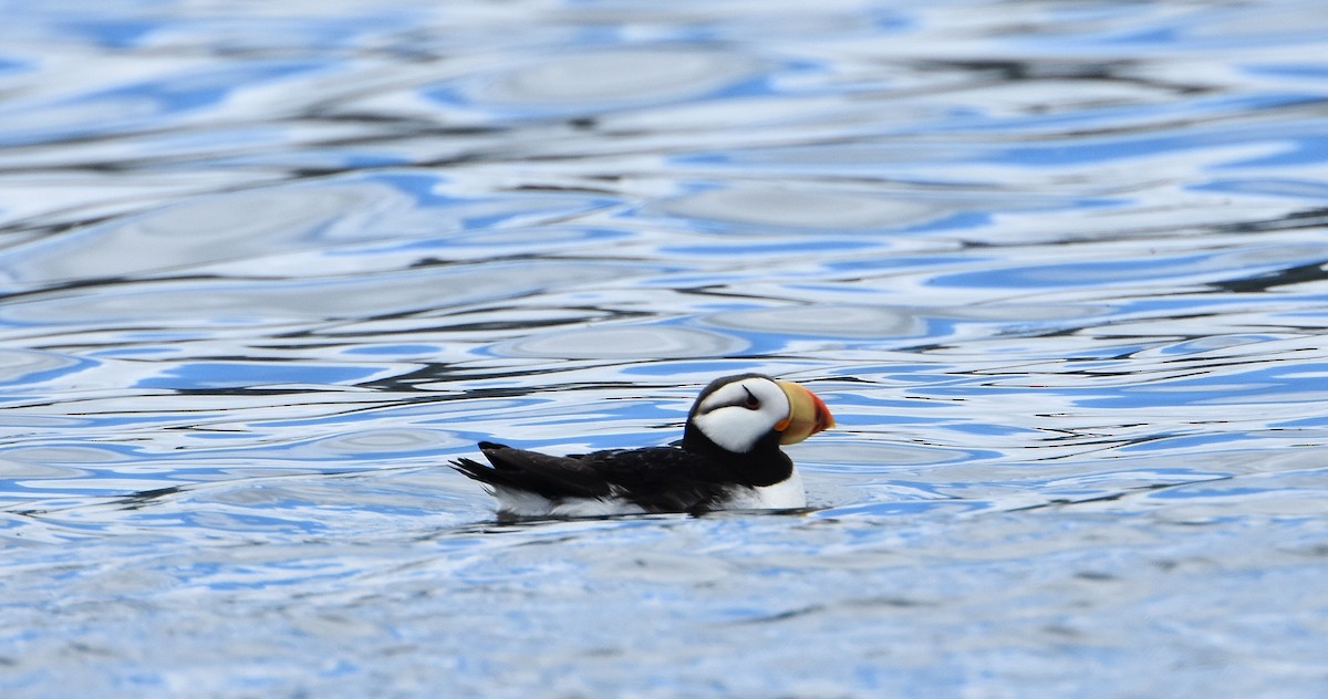 Horned Puffin - ML64220921