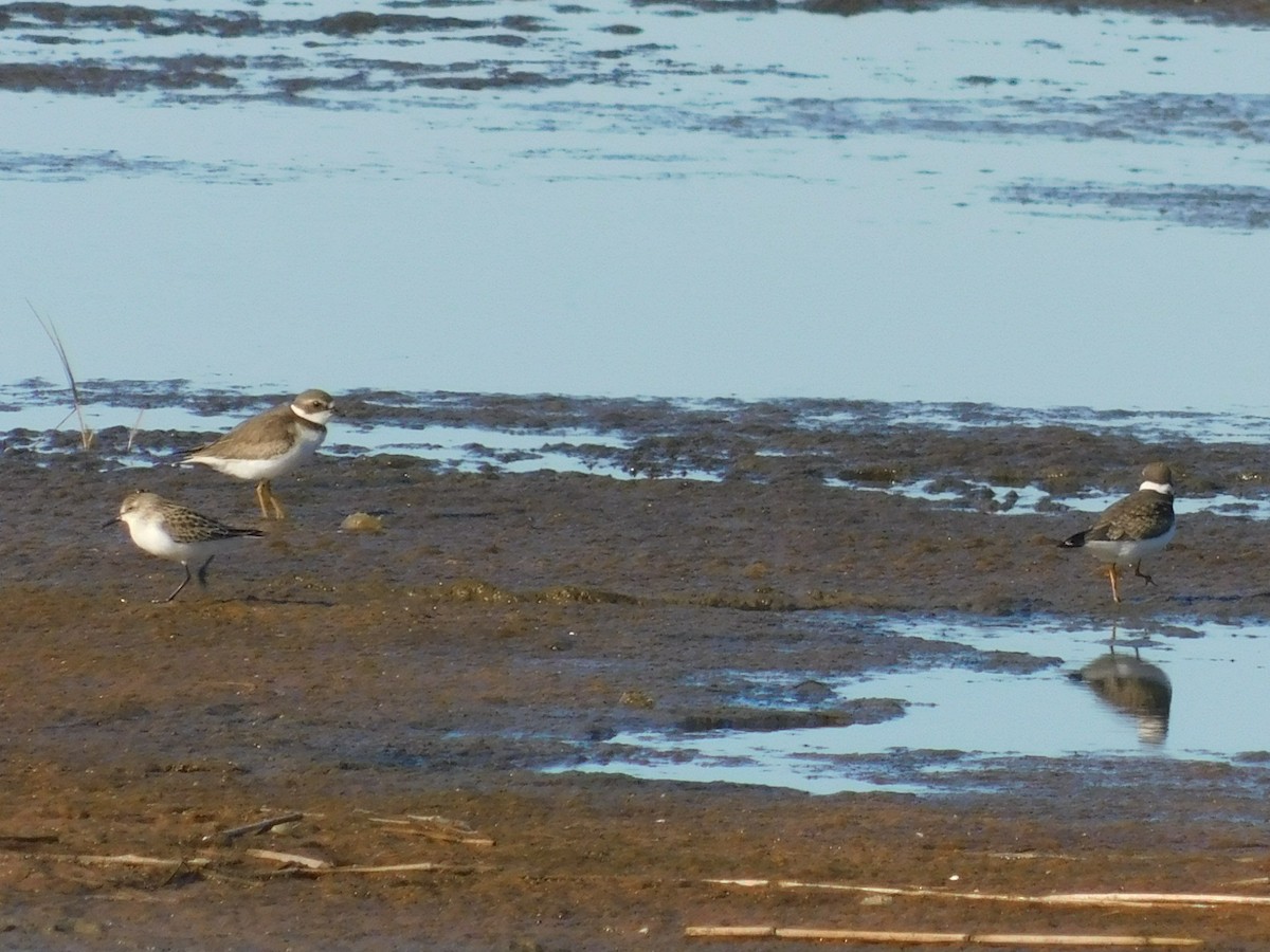 Semipalmated Sandpiper - ML642209210