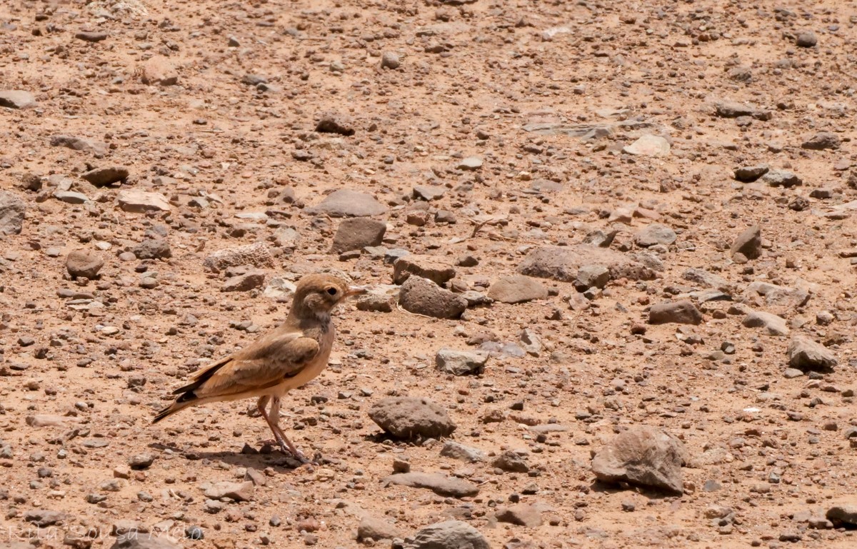 Bar-tailed Lark - ML642209212