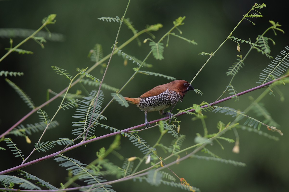 Scaly-breasted Munia - ML642209220