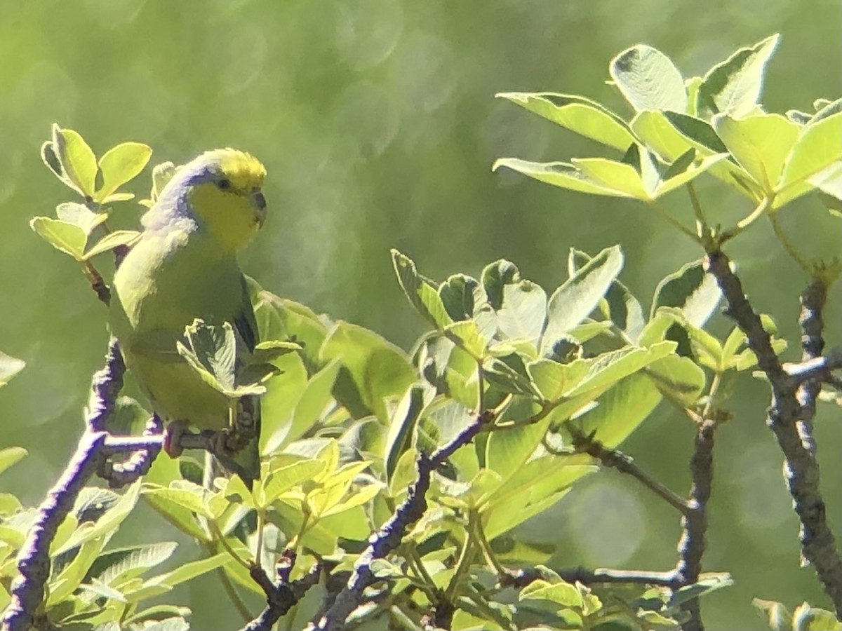 Yellow-faced Parrotlet - ML642209242
