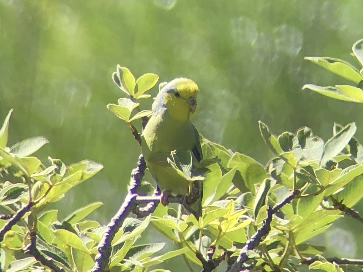 Yellow-faced Parrotlet - ML642209243