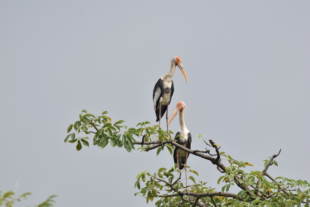 Painted Stork - ML642209248