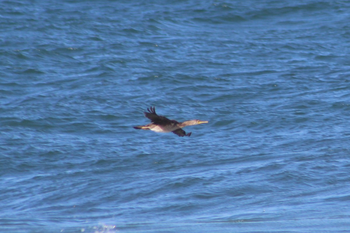 European Shag - ML642209253