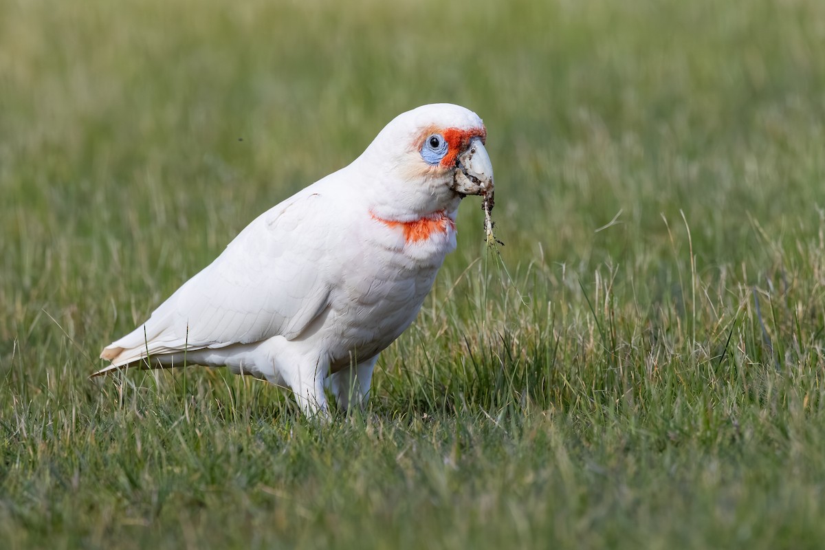 Long-billed Corella - ML642209259