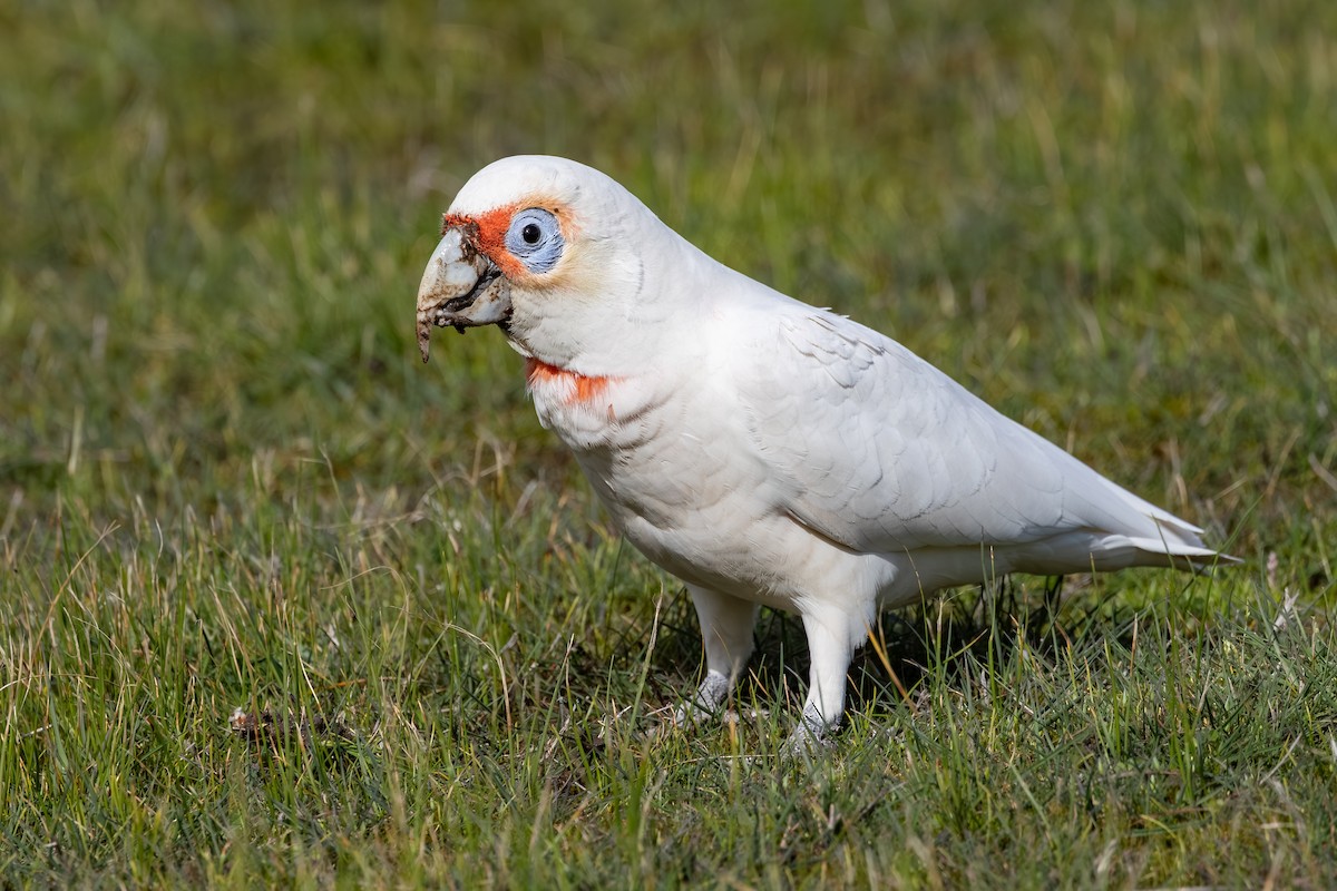 Long-billed Corella - ML642209260