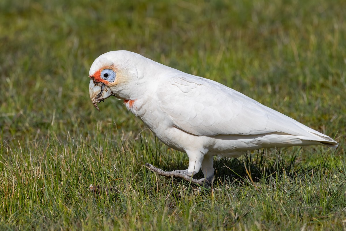Long-billed Corella - ML642209261