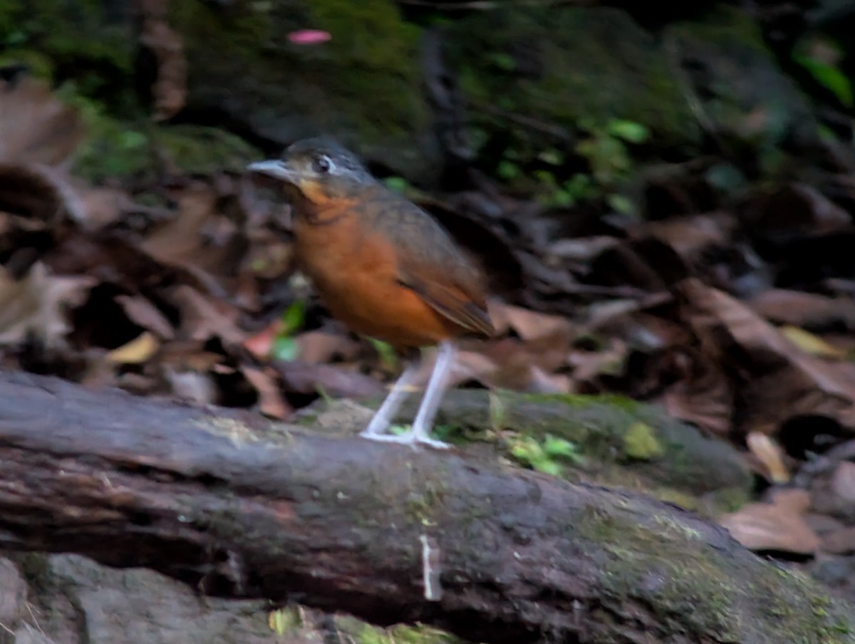 Scaled Antpitta - ML642209268
