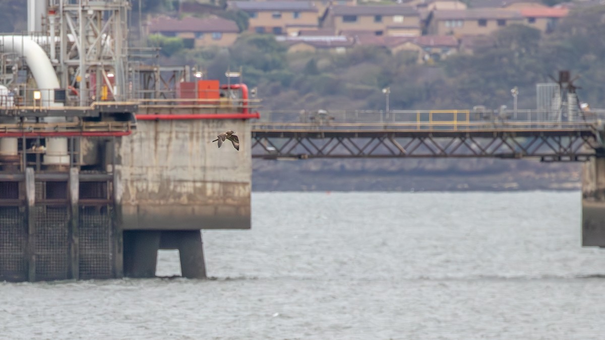 Parasitic Jaeger - ML642209273