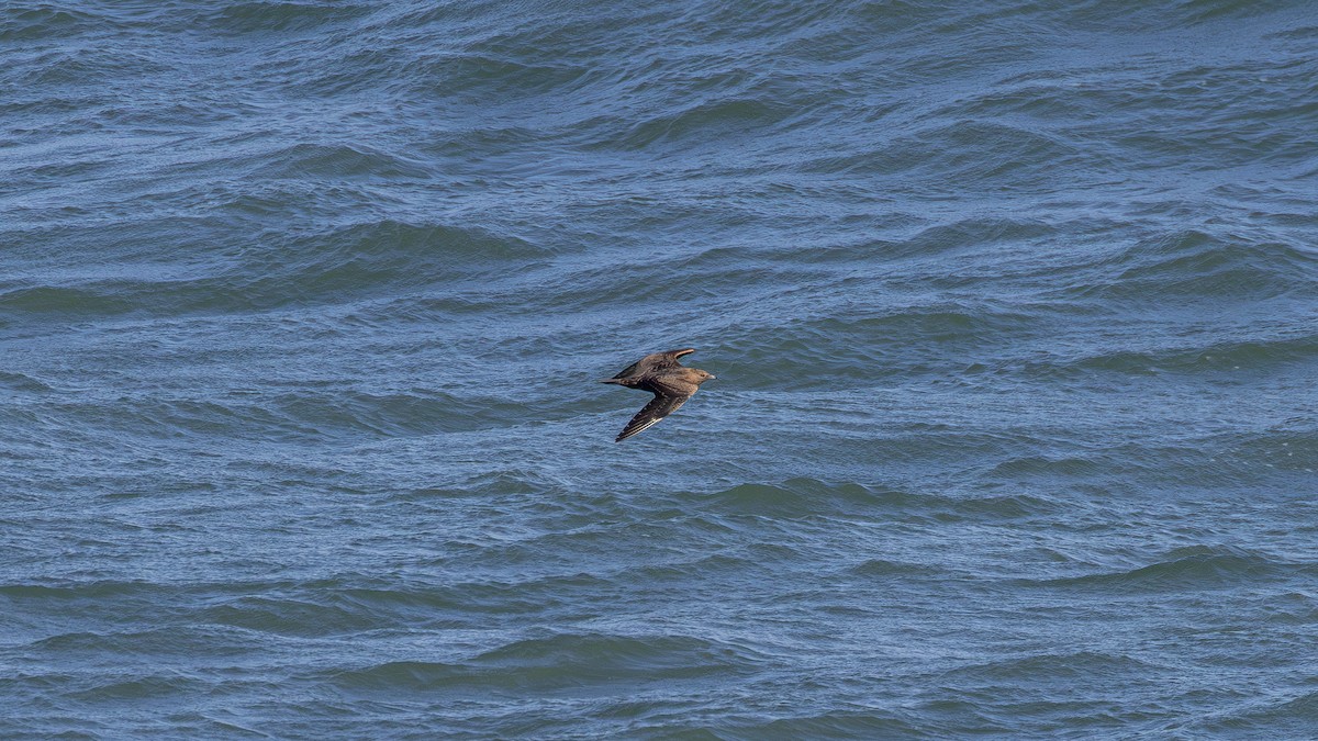 Parasitic Jaeger - ML642209274