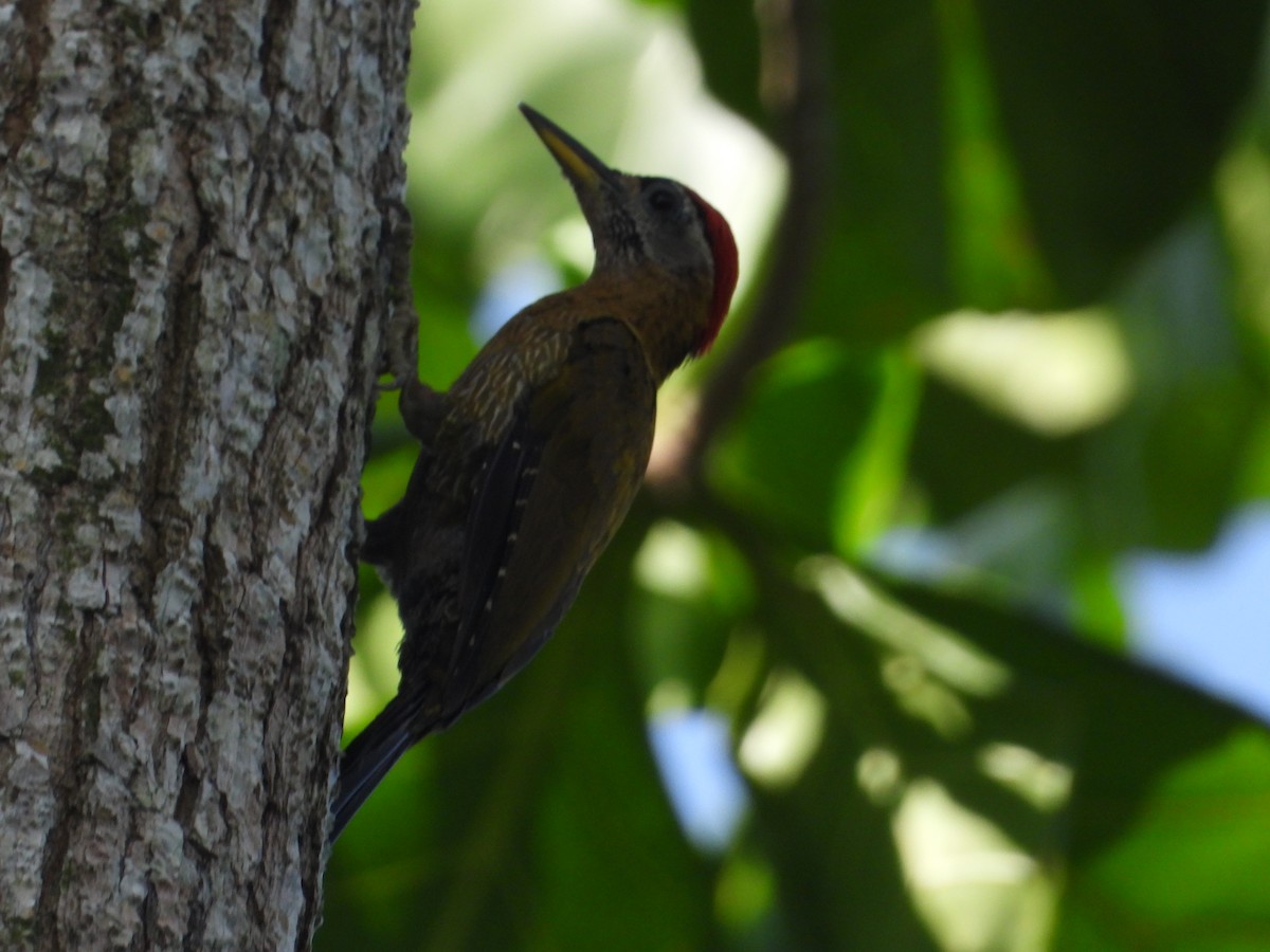 Streak-breasted Woodpecker - ML642209286