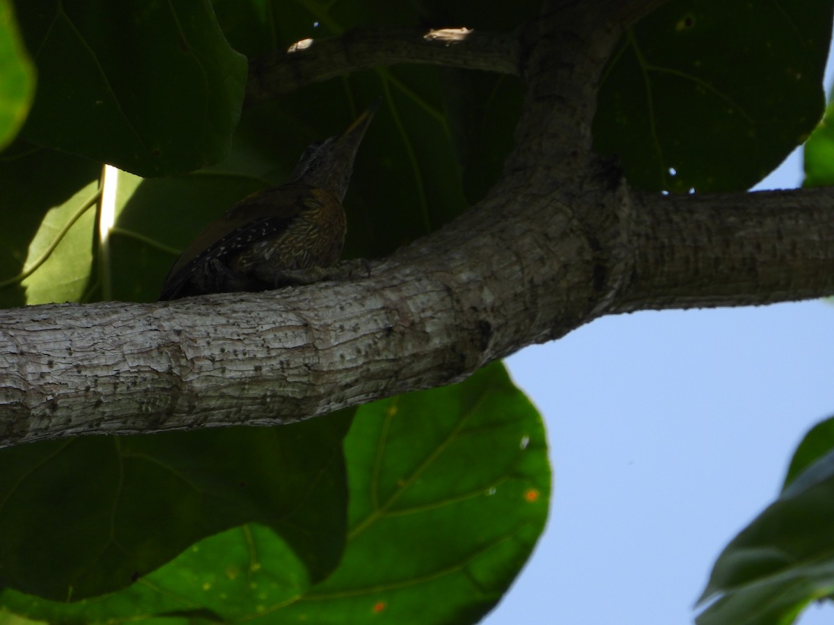 Streak-breasted Woodpecker - ML642209288