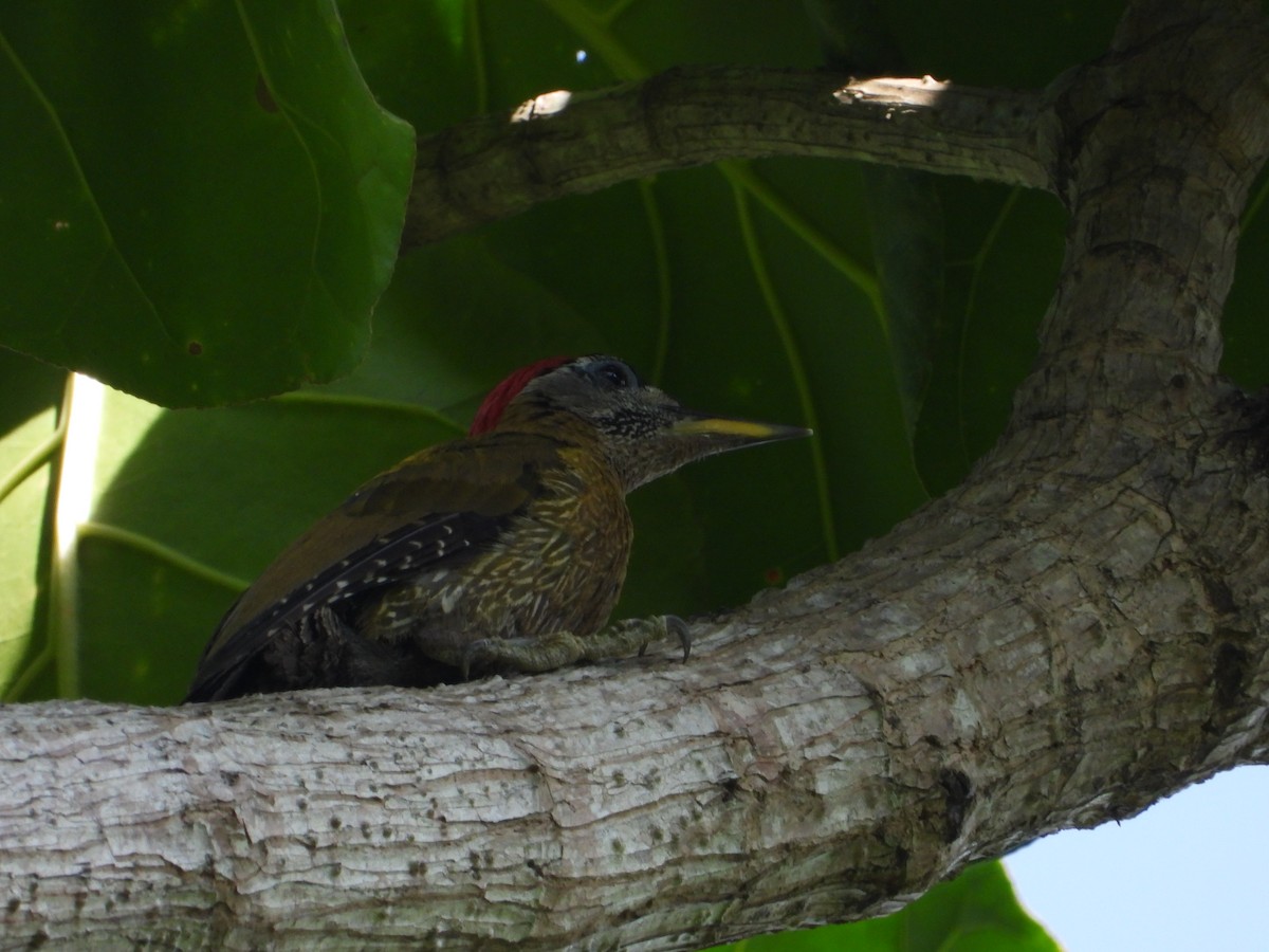 Streak-breasted Woodpecker - ML642209289
