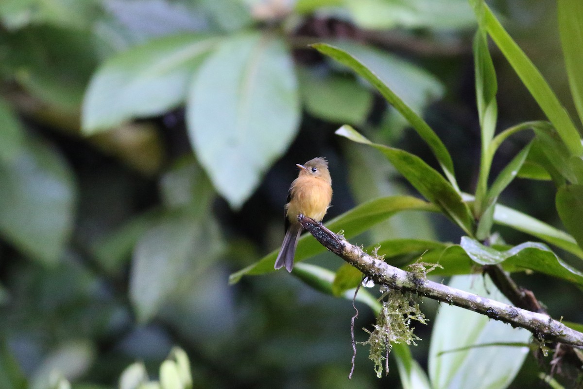Tufted Flycatcher - ML642209305