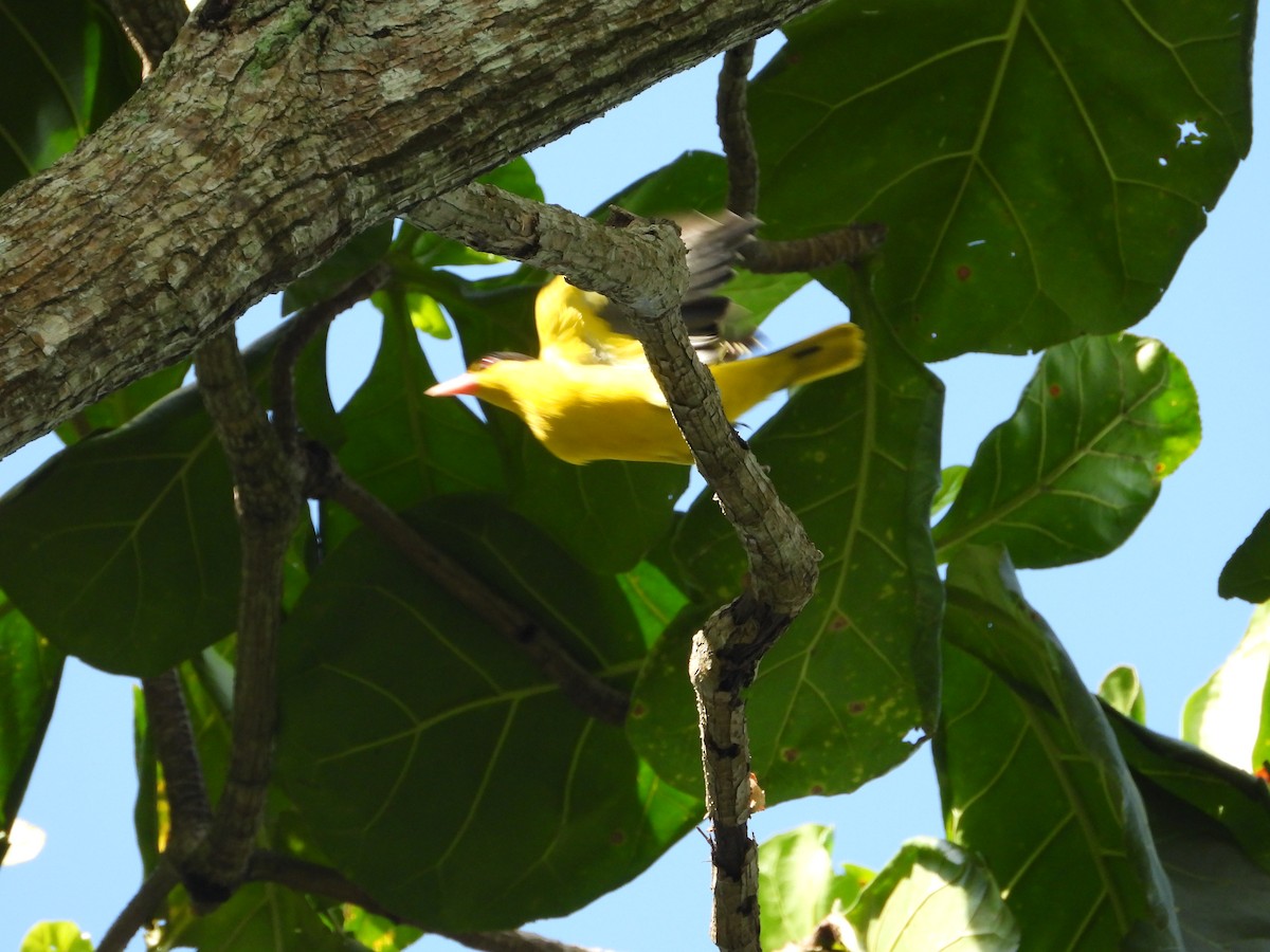 Black-naped Oriole - ML642209318