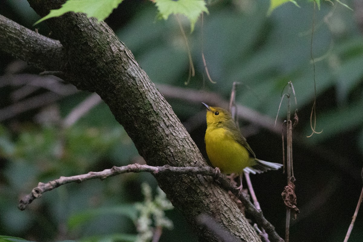 Hooded Warbler - ML642209319