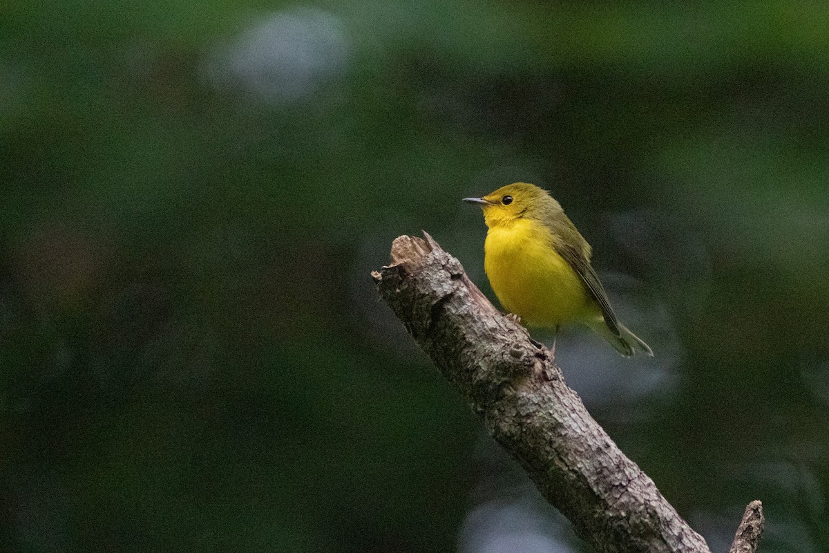 Hooded Warbler - ML642209320