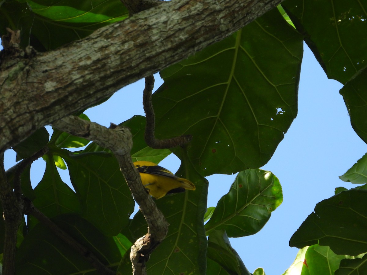 Black-naped Oriole - ML642209321