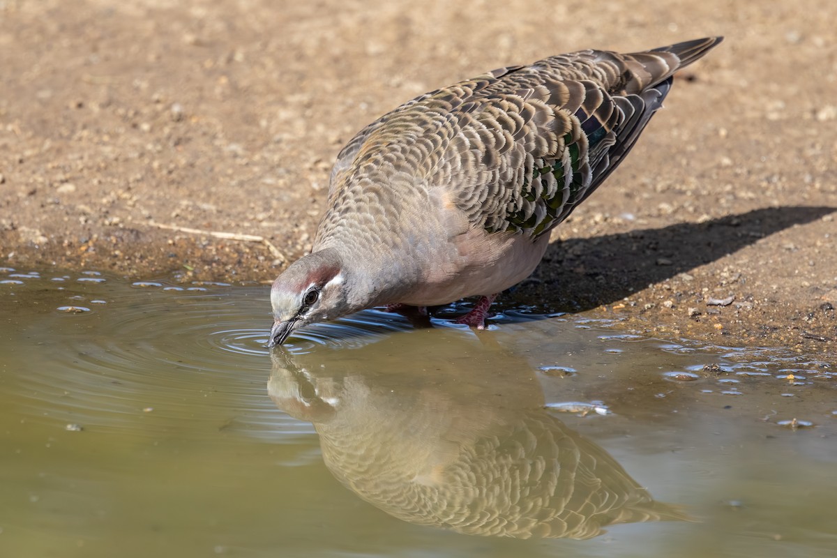 Common Bronzewing - ML642209325
