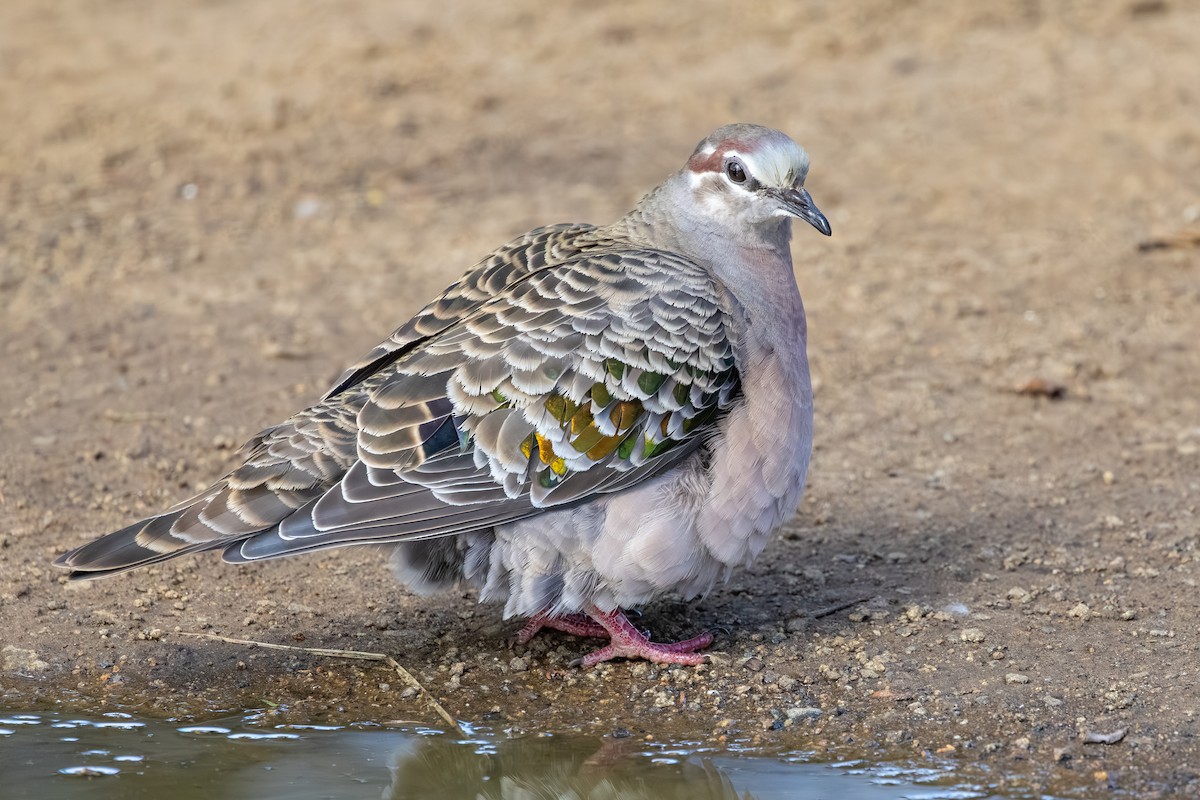 Common Bronzewing - ML642209326