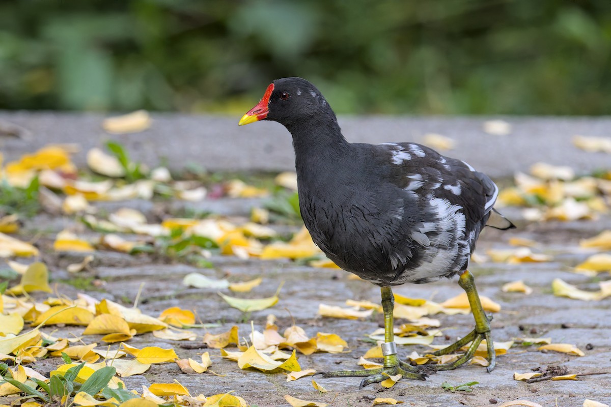 Gallinule poule-d'eau - ML642209335