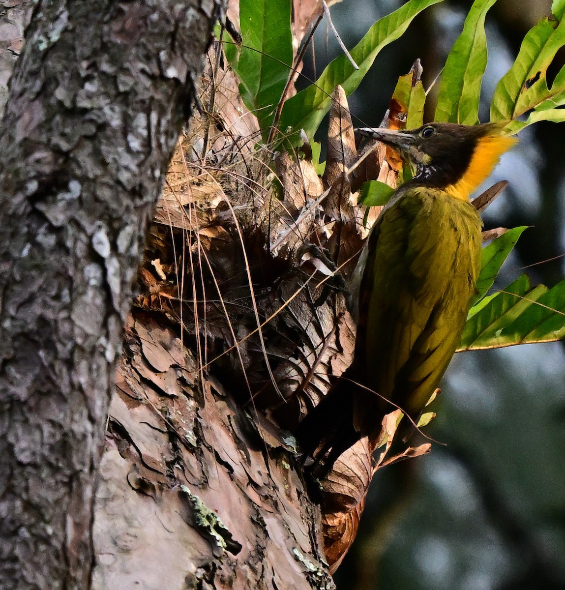 Greater Yellownape - ML642209337