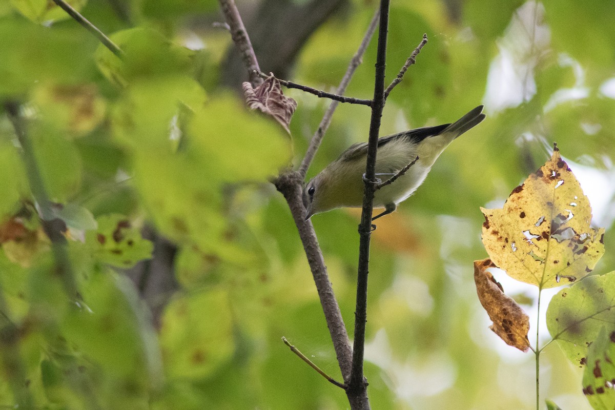 Philadelphia Vireo - ML642209338