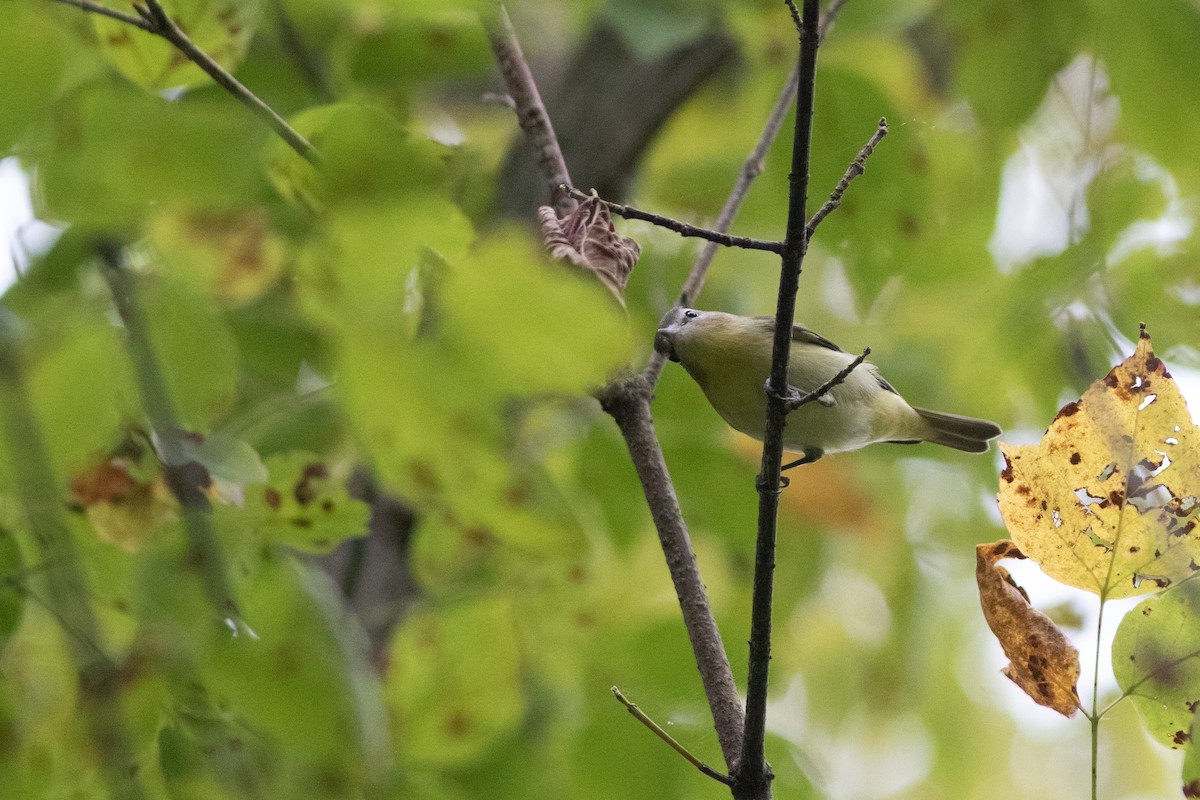 Philadelphia Vireo - ML642209339