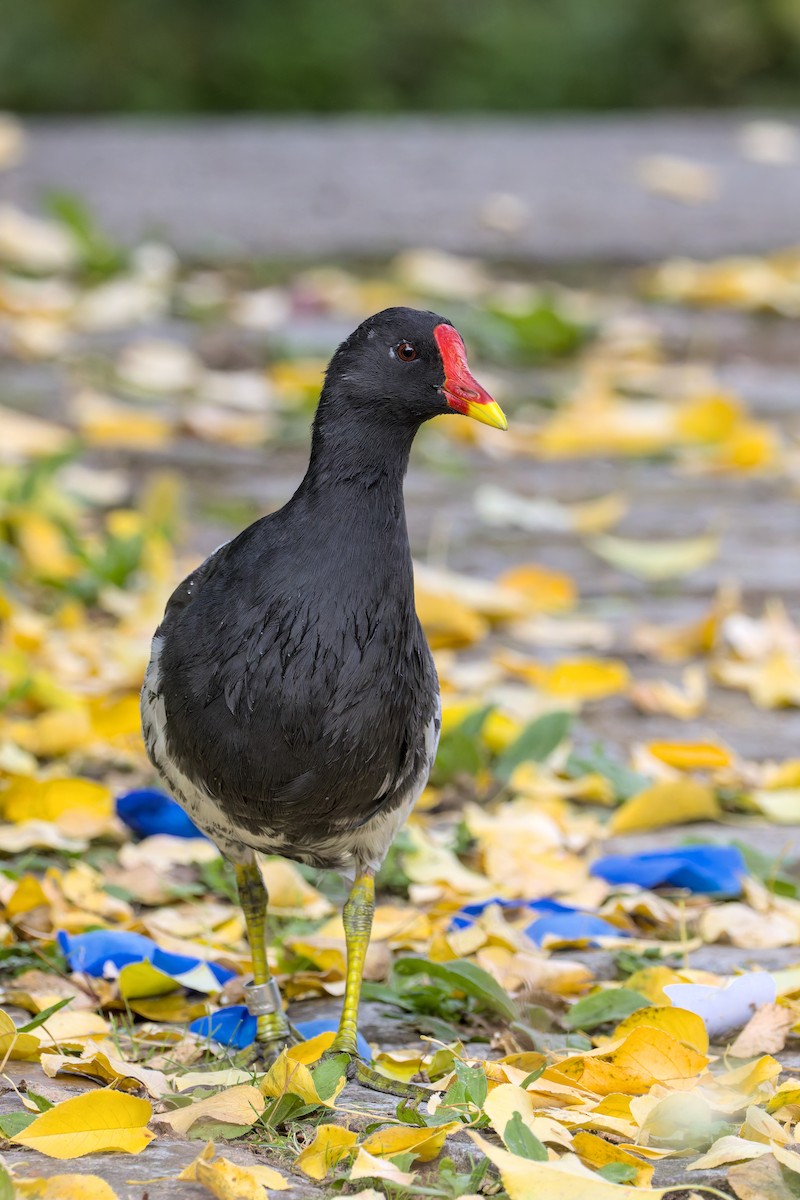 Gallinule poule-d'eau - ML642209342