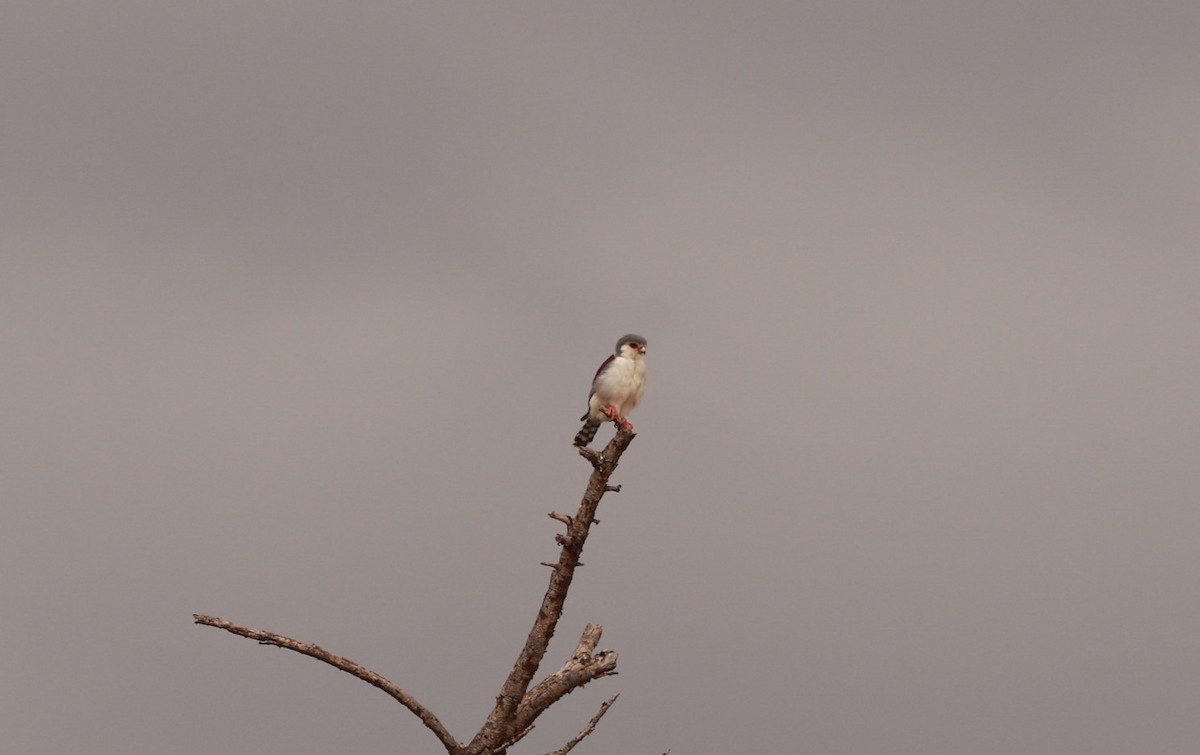 Pygmy Falcon - ML642209356