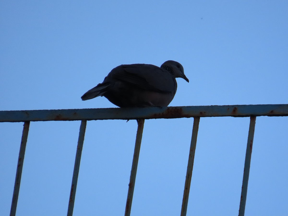 珠頸斑鳩 - ML642209357