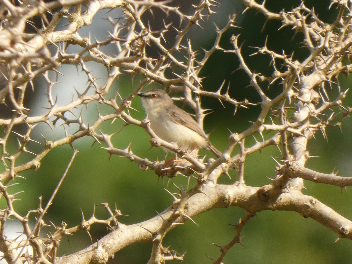 Tawny-flanked Prinia - ML642209358