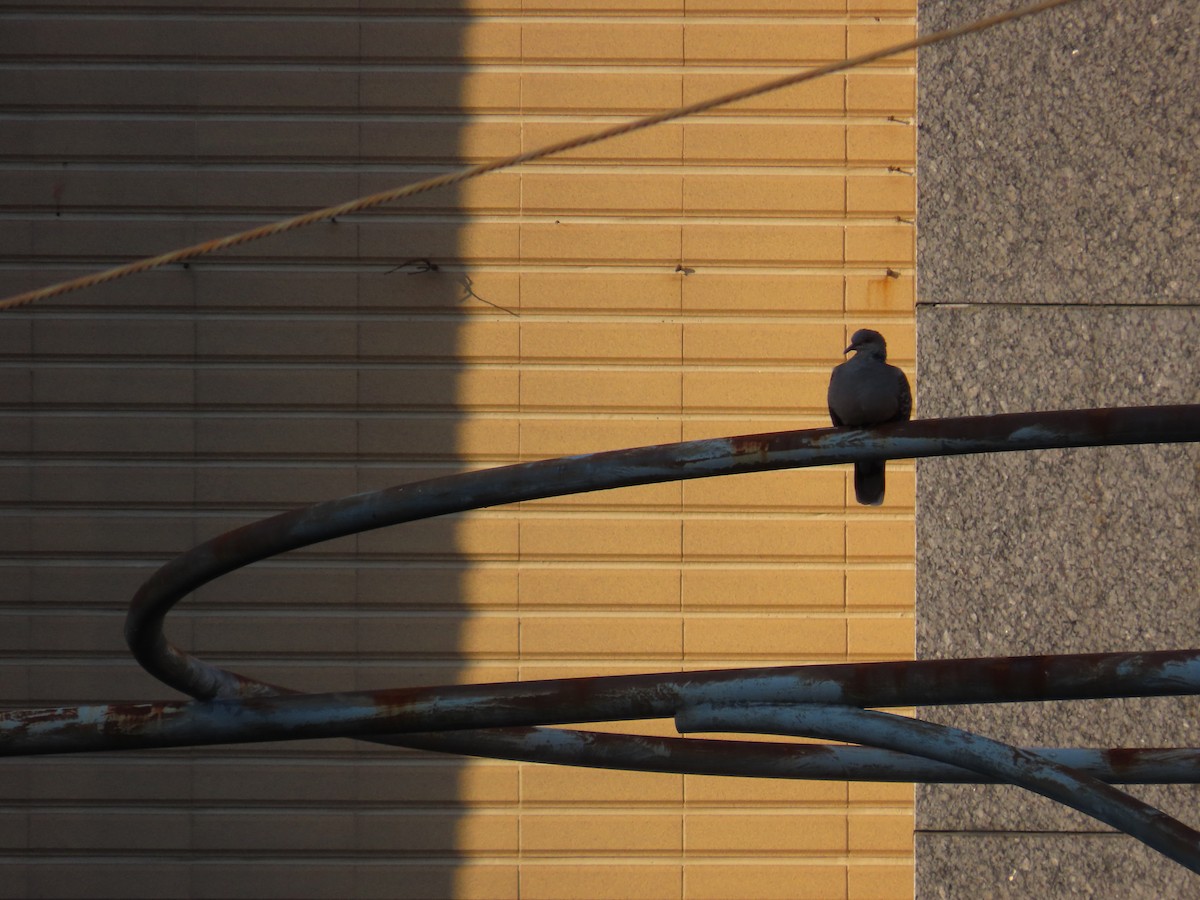 金背鳩 - ML642209360