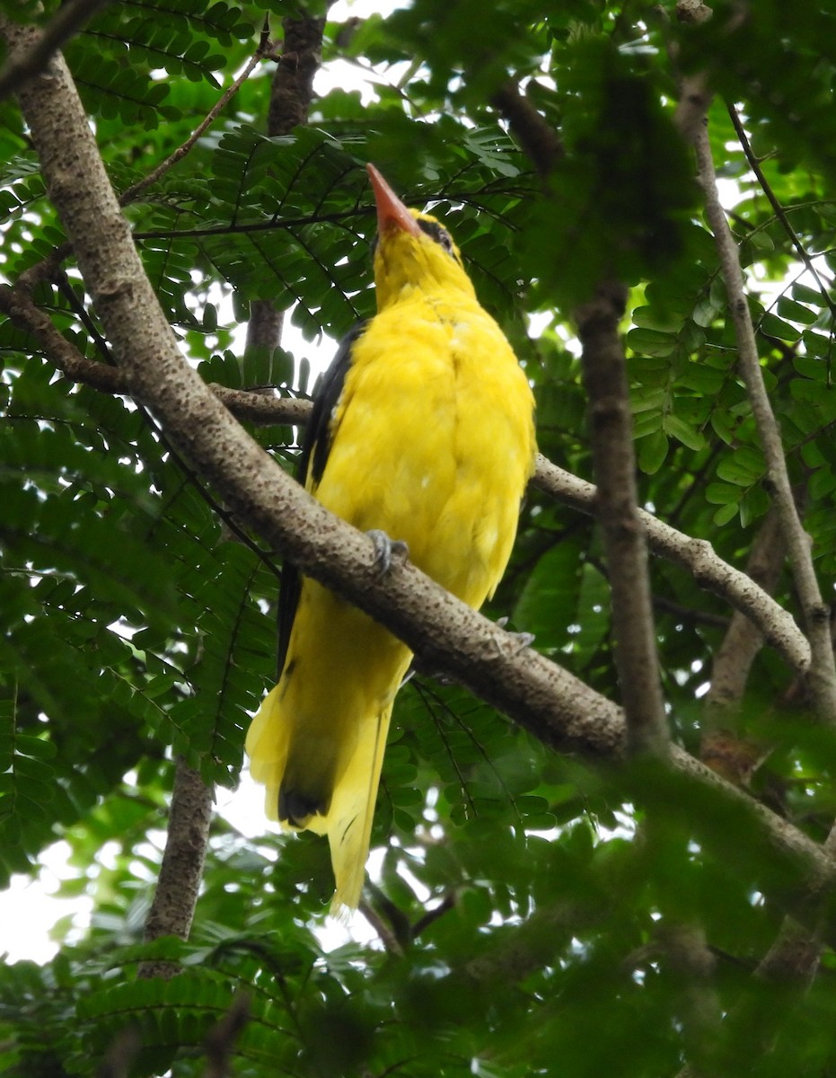 Indian Golden Oriole - ML642209362