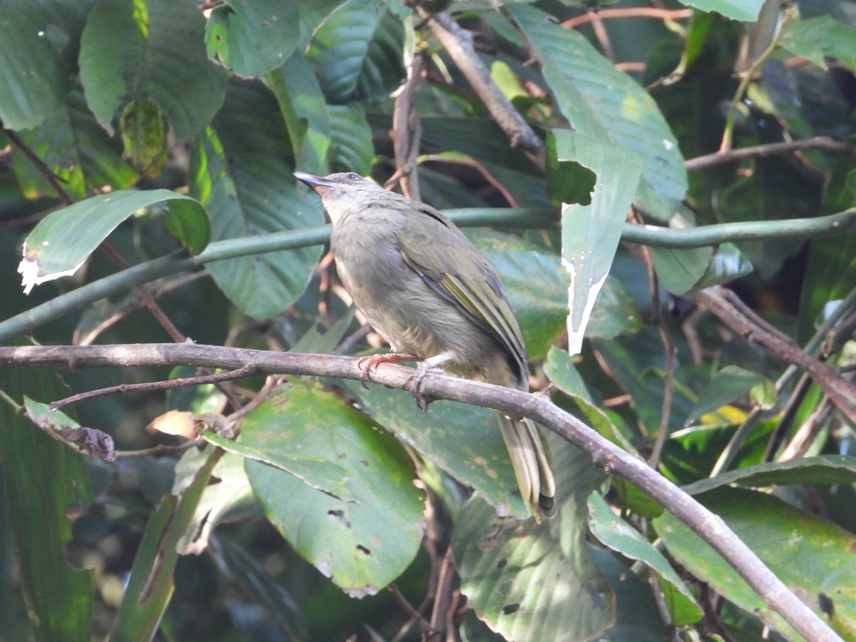 Olive-winged Bulbul - ML642209363