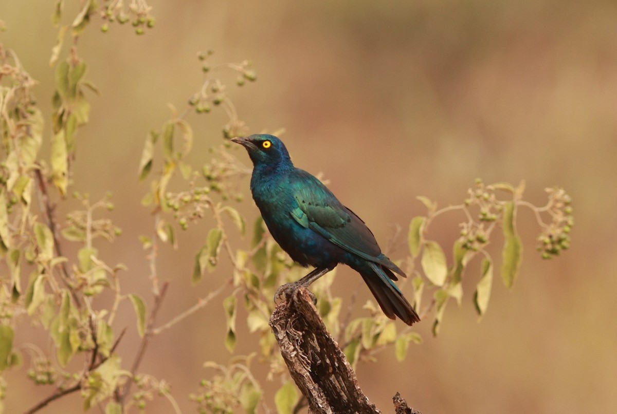Greater Blue-eared Starling - ML642209365