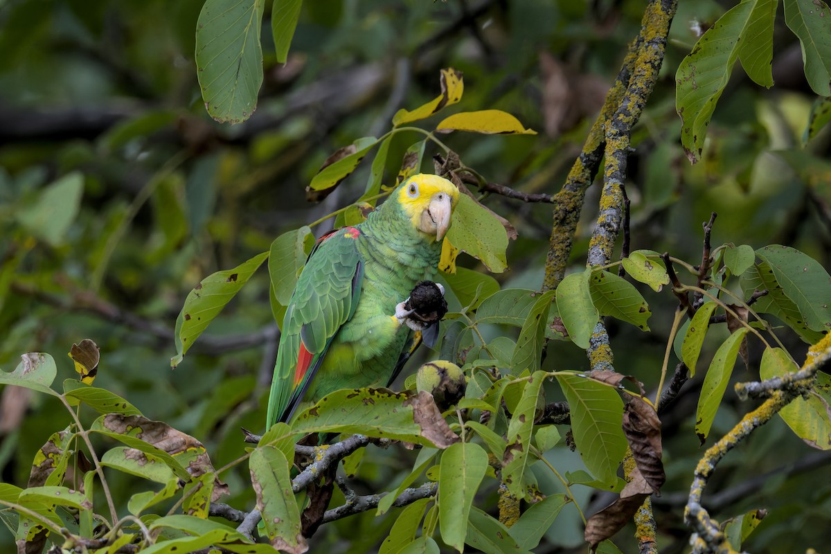 Yellow-headed Amazon - ML642209368
