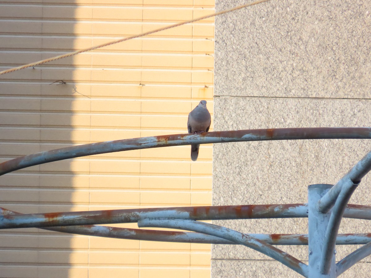 金背鳩 - ML642209369