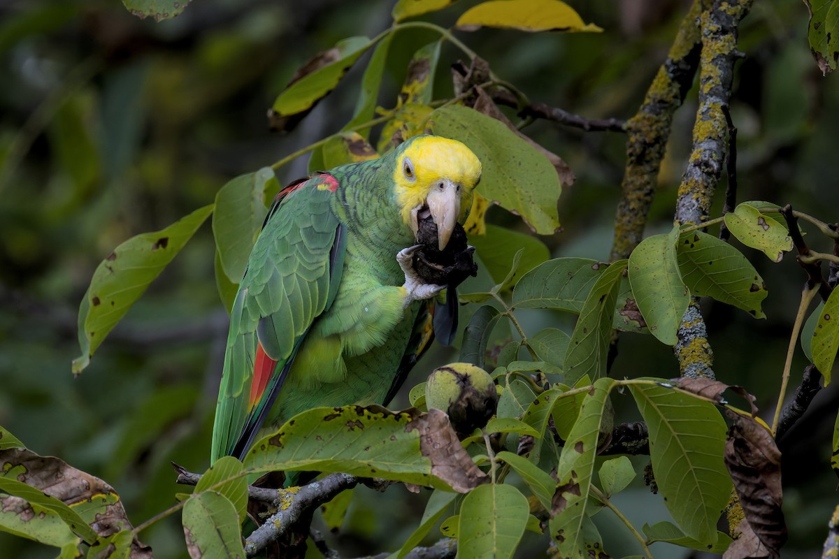 Yellow-headed Amazon - ML642209373