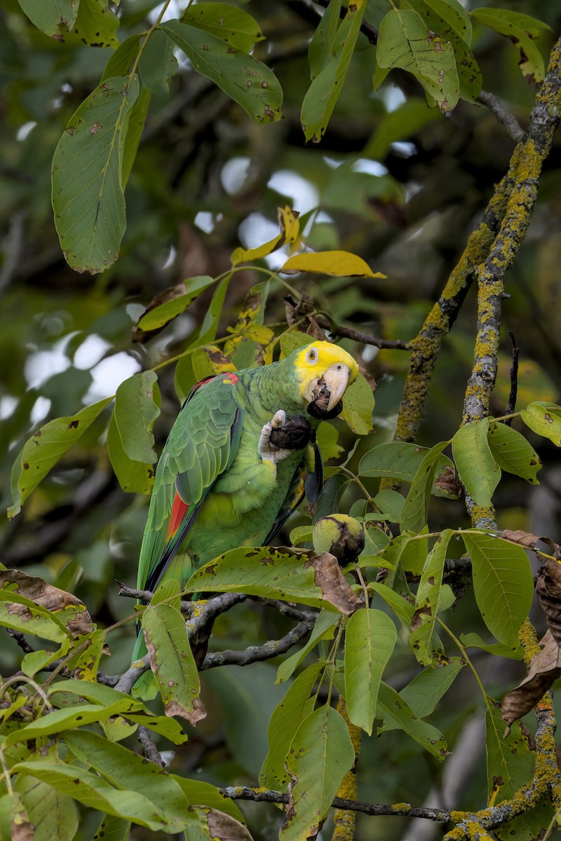 Yellow-headed Amazon - ML642209374