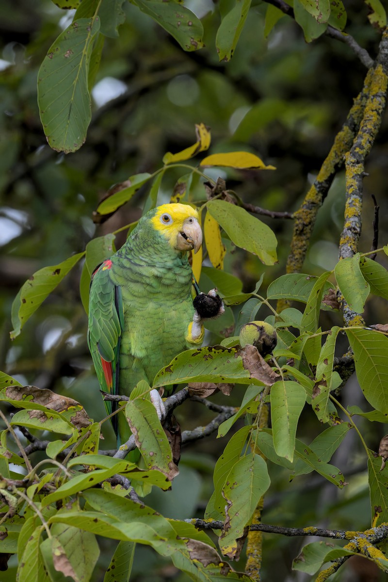 Yellow-headed Amazon - ML642209376