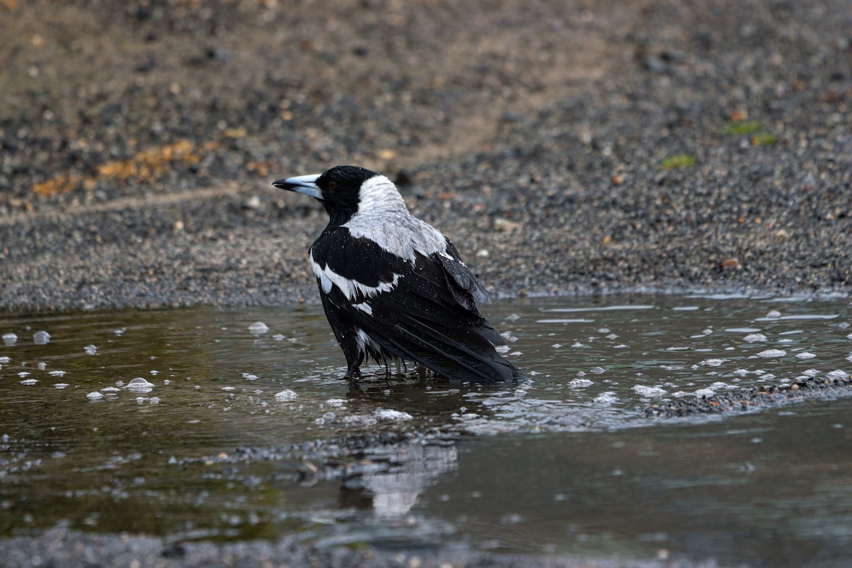 Australian Magpie - ML642209378