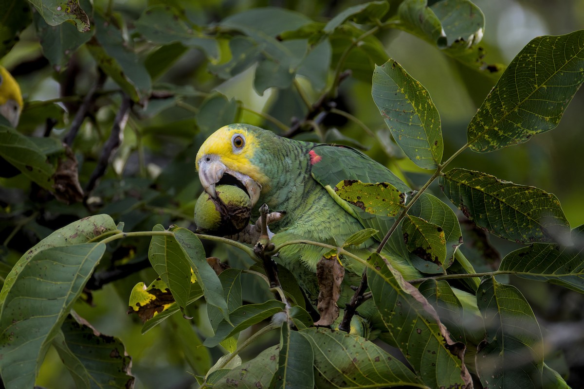 Yellow-headed Amazon - ML642209384