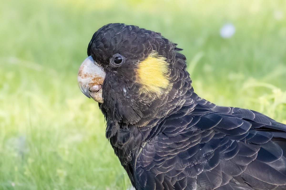 Yellow-tailed Black-Cockatoo - ML642209386